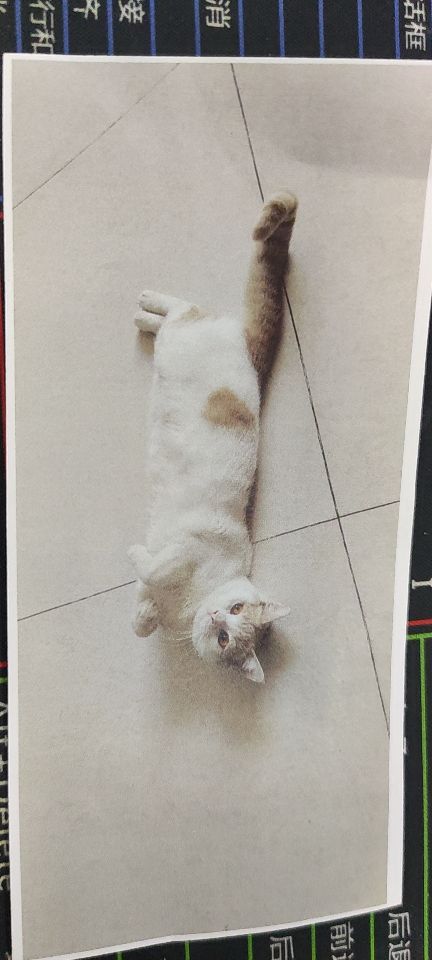 猫图片|宠物猫|猫咪|