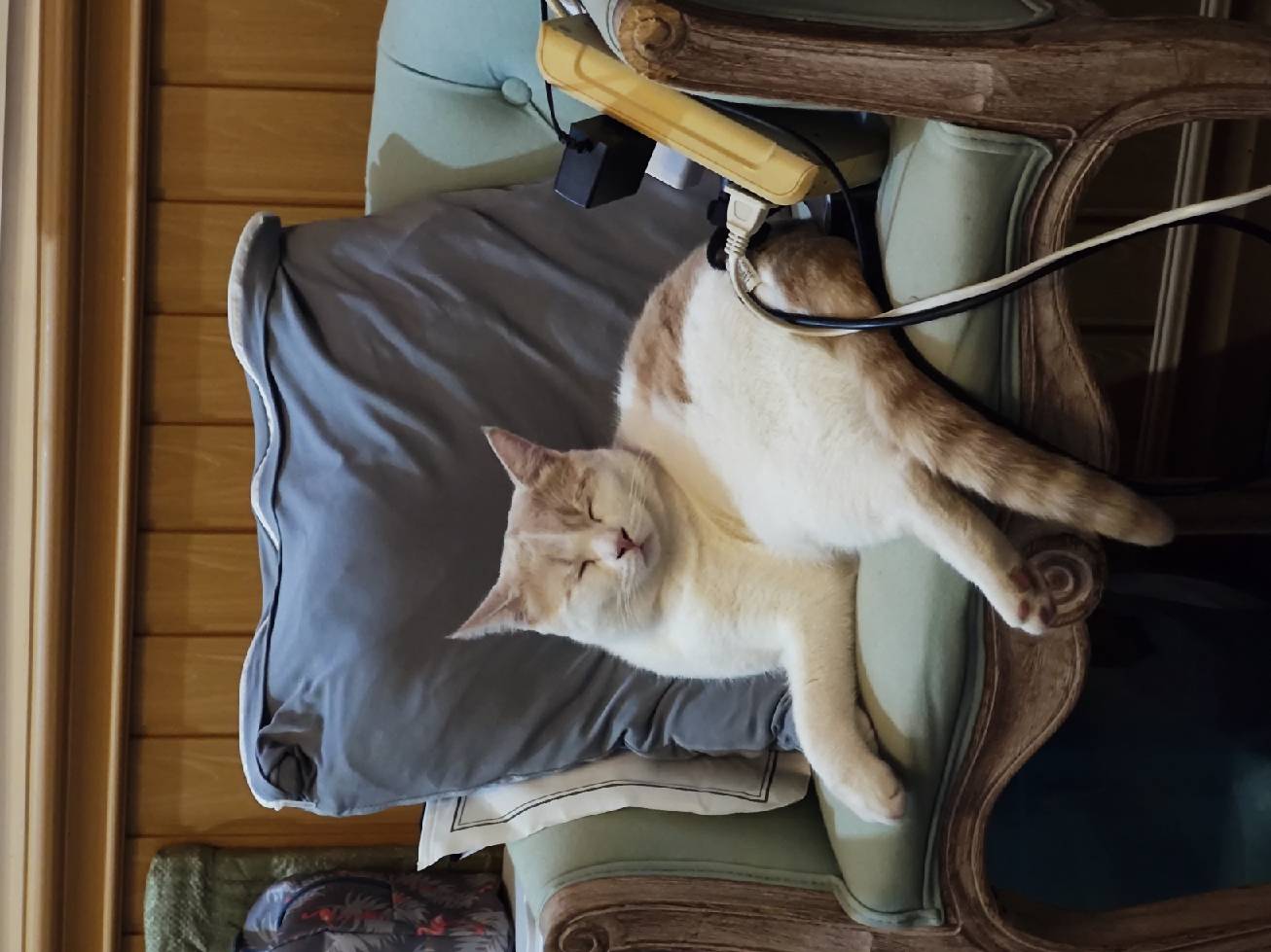 猫图片|宠物猫|猫咪|