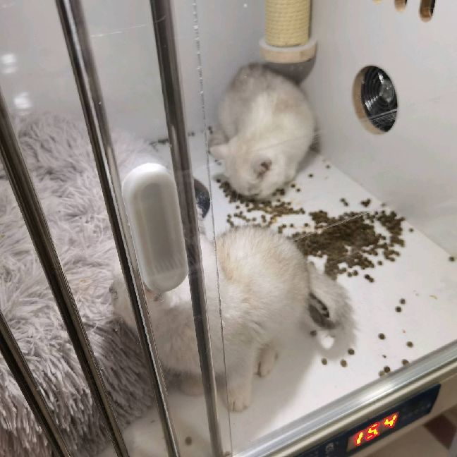 猫图片|宠物猫|猫咪|