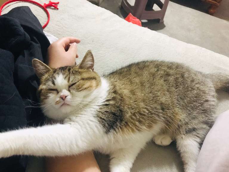 猫图片|宠物猫|猫咪|