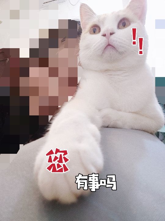 猫图片|宠物猫|猫咪|