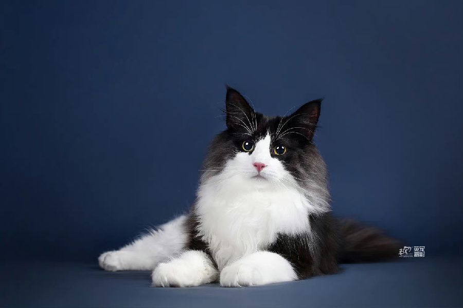 猫图片|宠物猫|猫咪|