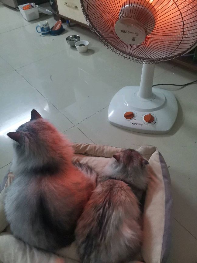 猫图片|宠物猫|猫咪|