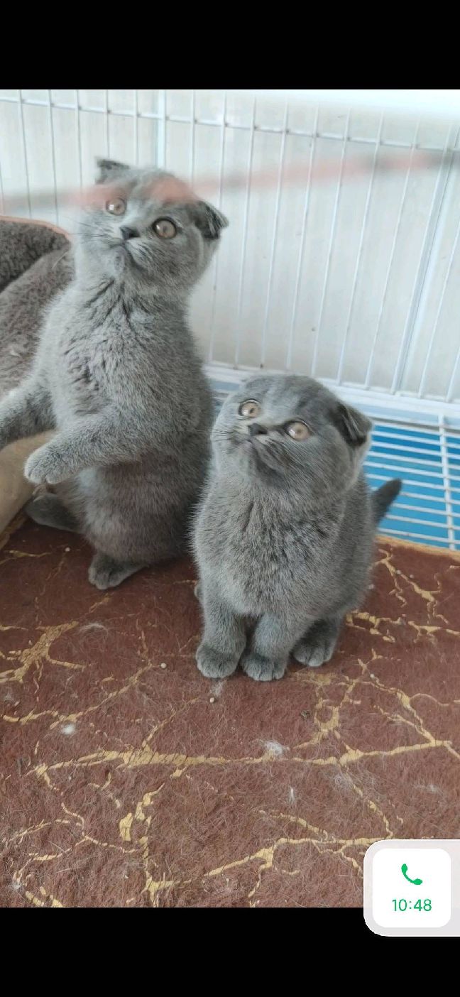 猫图片|宠物猫|猫咪|