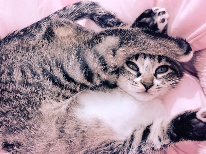 猫图片|宠物猫|猫咪|