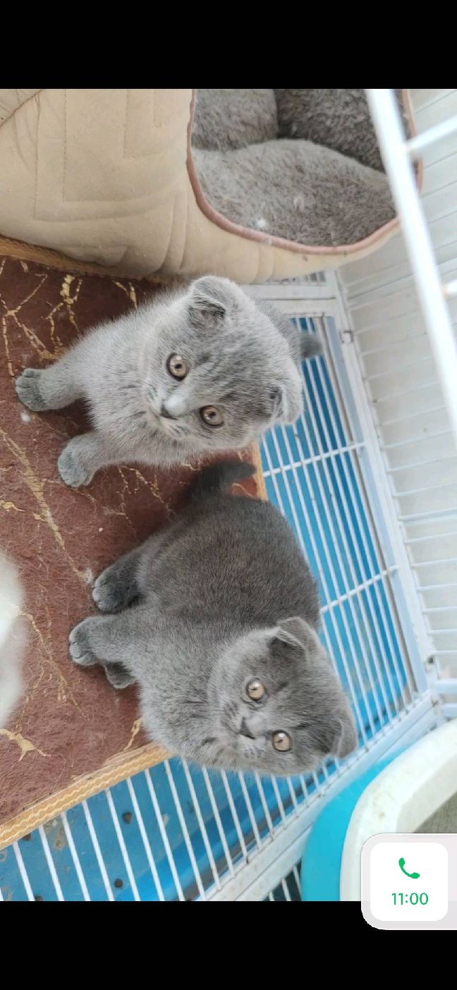 猫图片|宠物猫|猫咪|