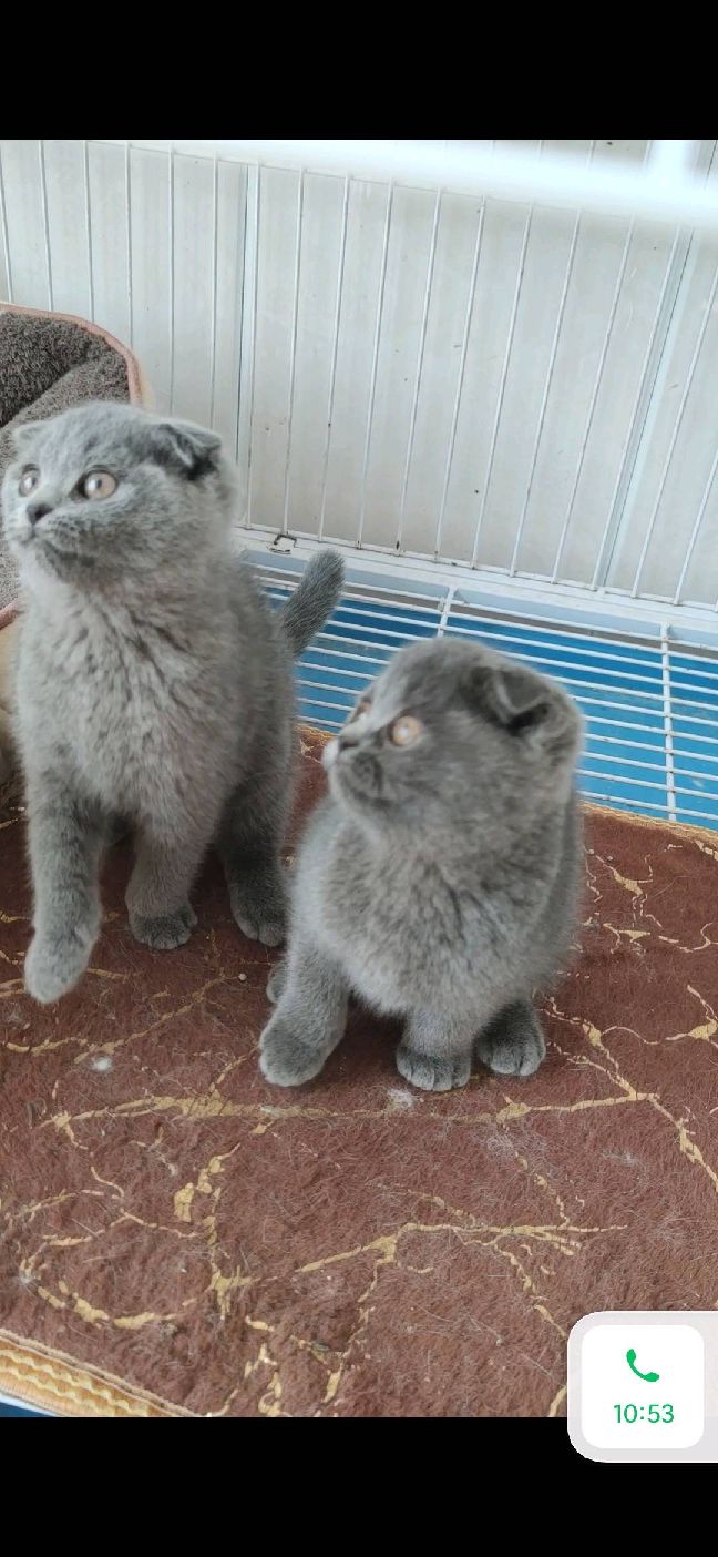 猫图片|宠物猫|猫咪|