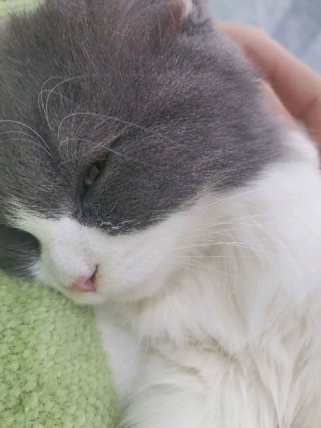 猫图片|宠物猫|猫咪|