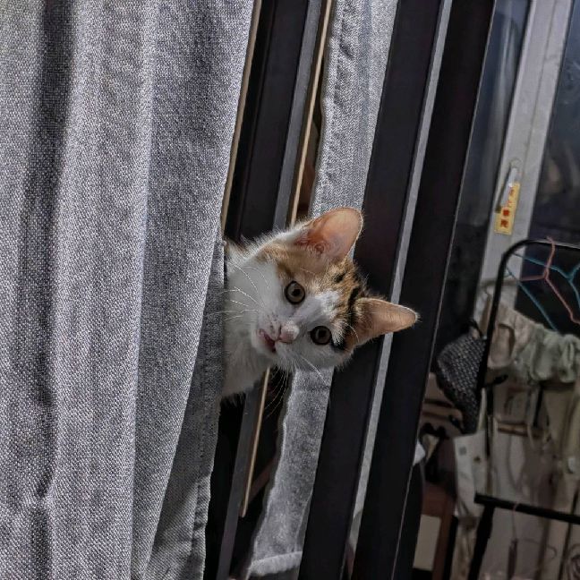 猫图片|宠物猫|猫咪|