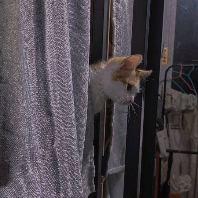 猫图片|宠物猫|猫咪|