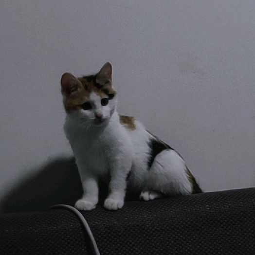 猫图片|宠物猫|猫咪|