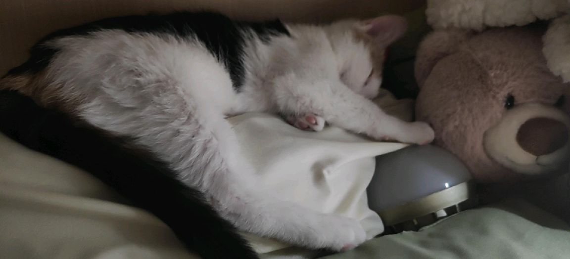 猫图片|宠物猫|猫咪|