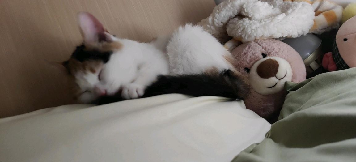 猫图片|宠物猫|猫咪|