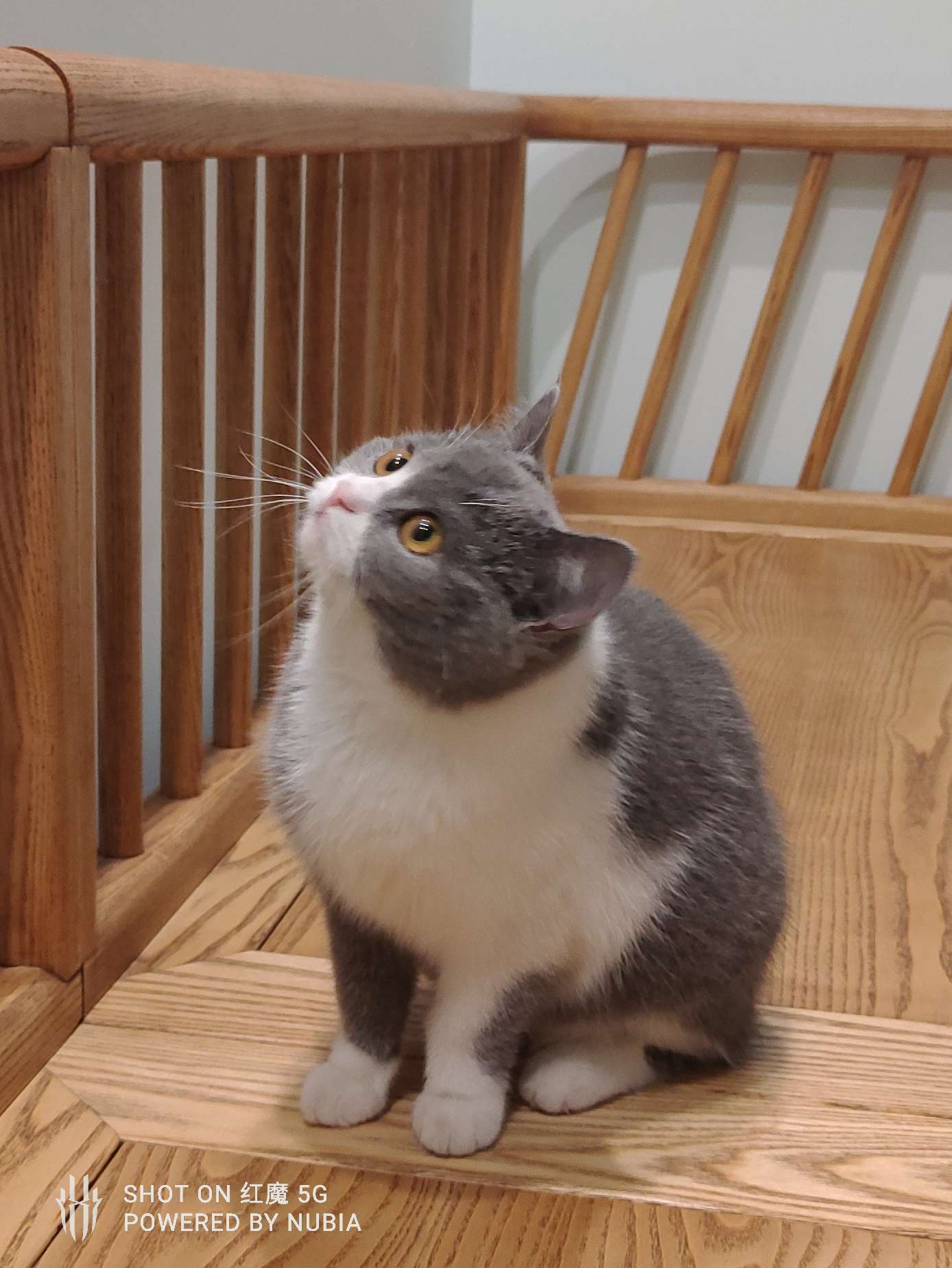 猫图片|宠物猫|猫咪|