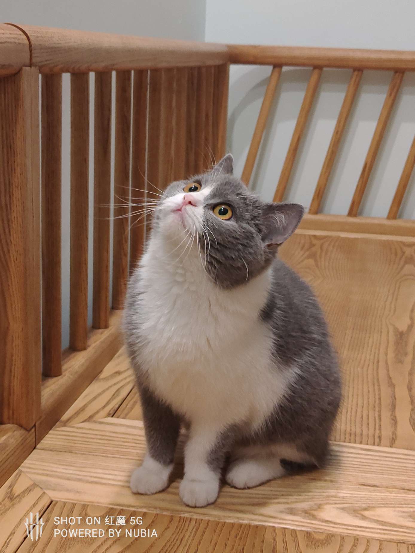 猫图片|宠物猫|猫咪|