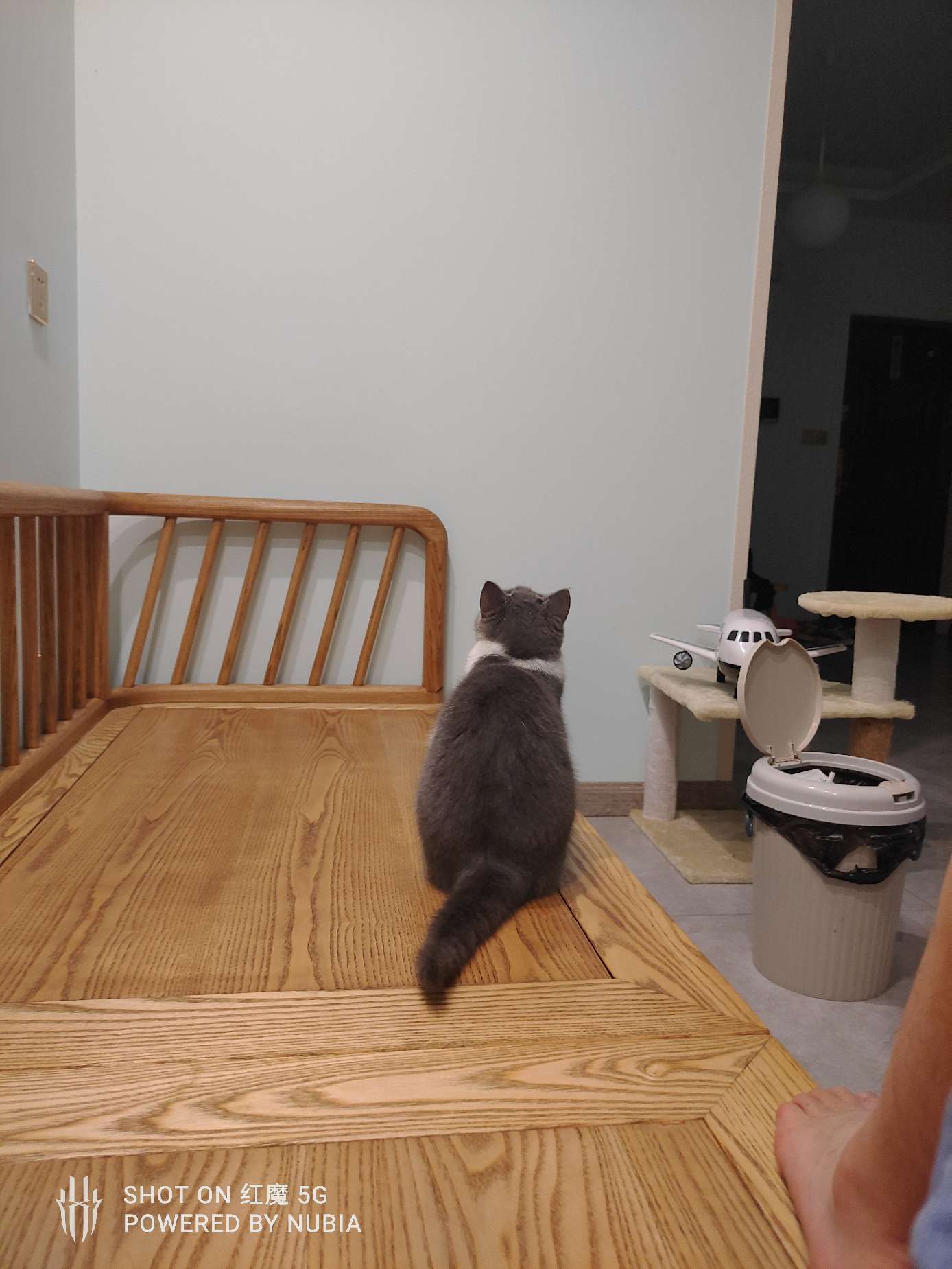 猫图片|宠物猫|猫咪|