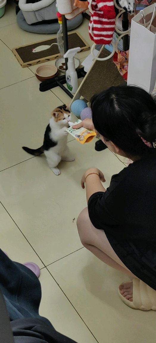 猫图片|宠物猫|猫咪|