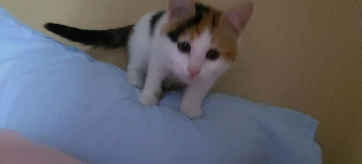 猫图片|宠物猫|猫咪|