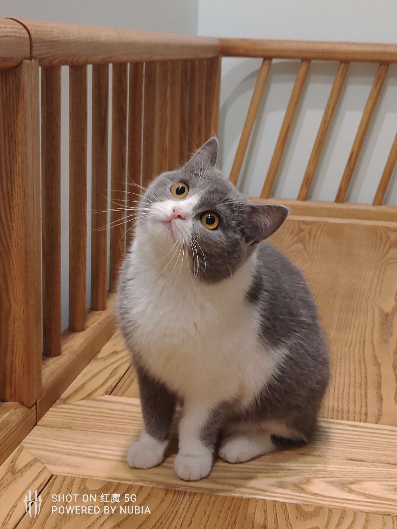 猫图片|宠物猫|猫咪|