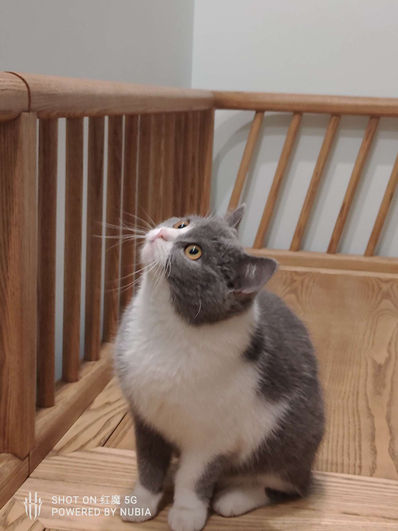 猫图片|宠物猫|猫咪|