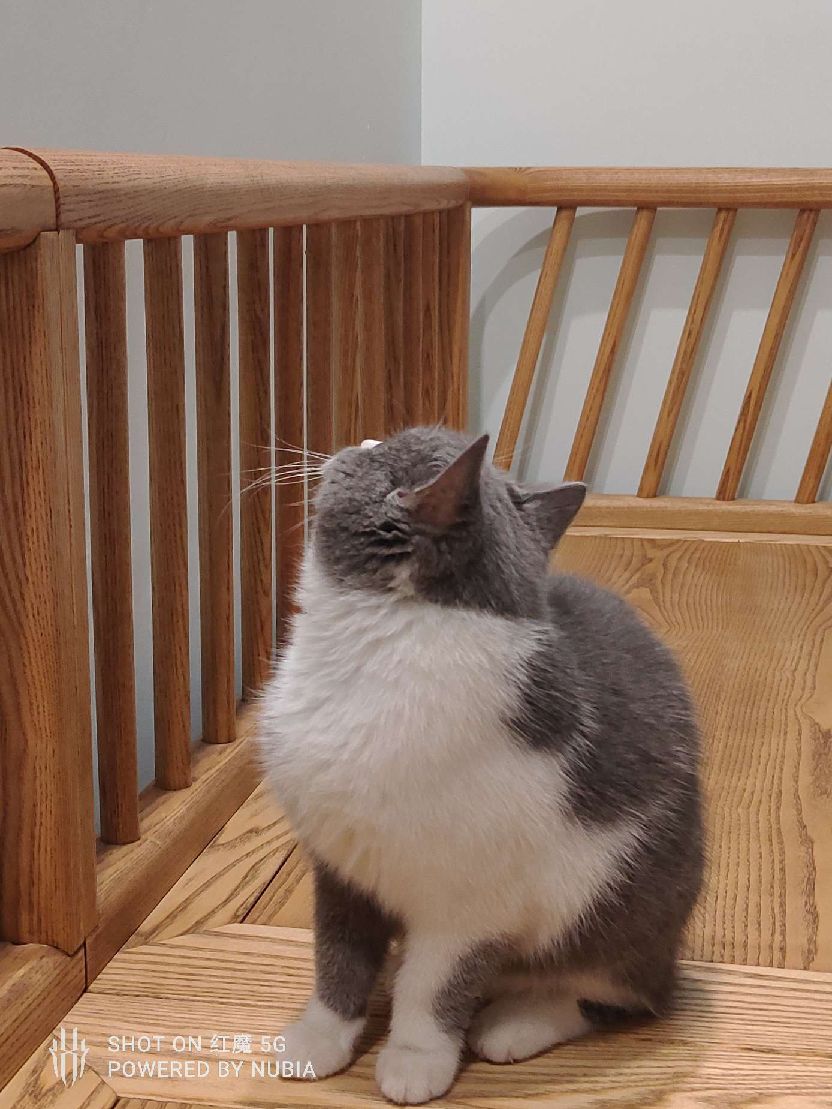 猫图片|宠物猫|猫咪|