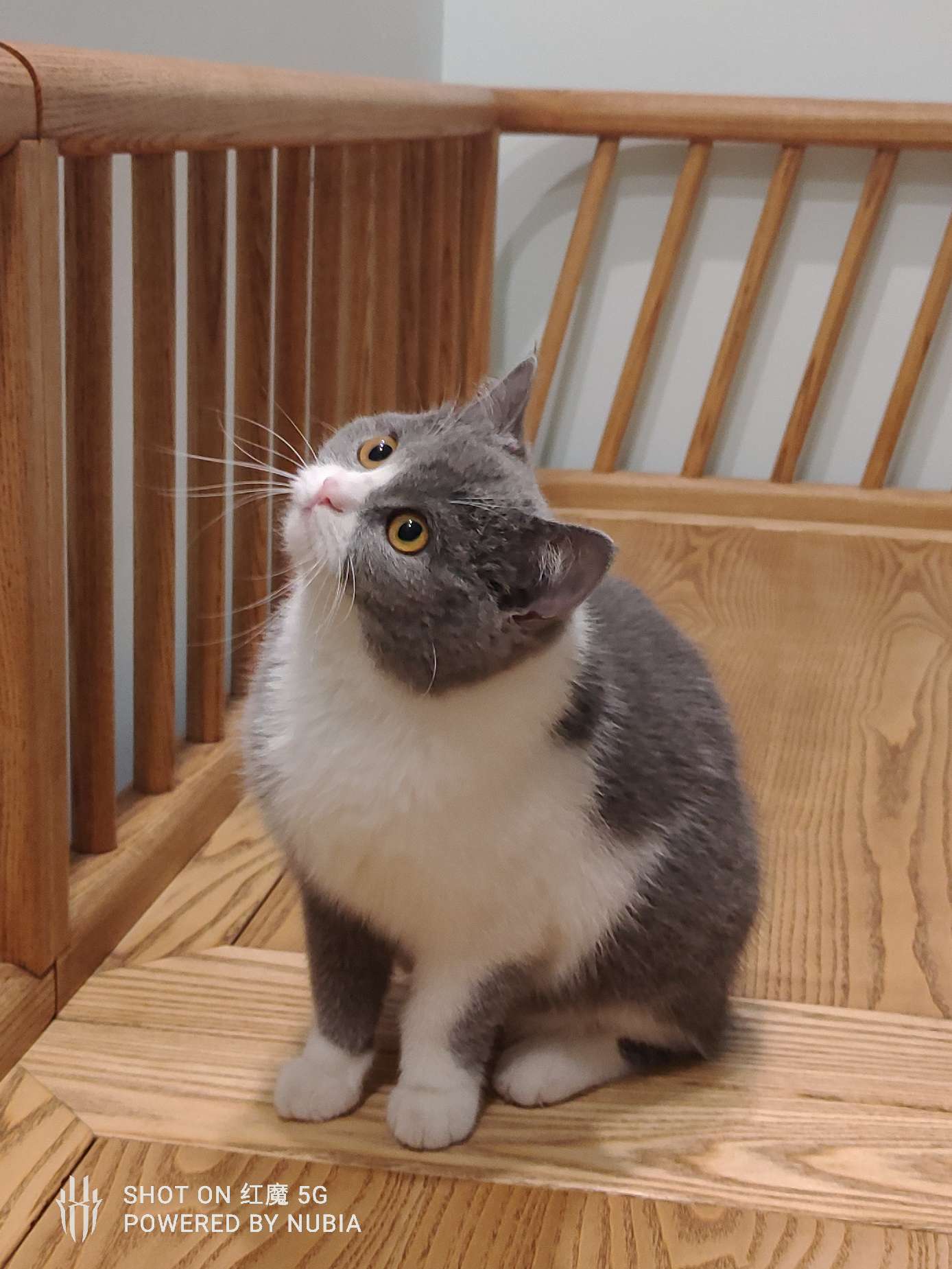 猫图片|宠物猫|猫咪|