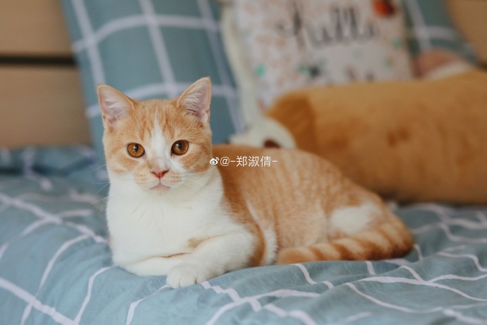 猫图片|宠物猫|猫咪|