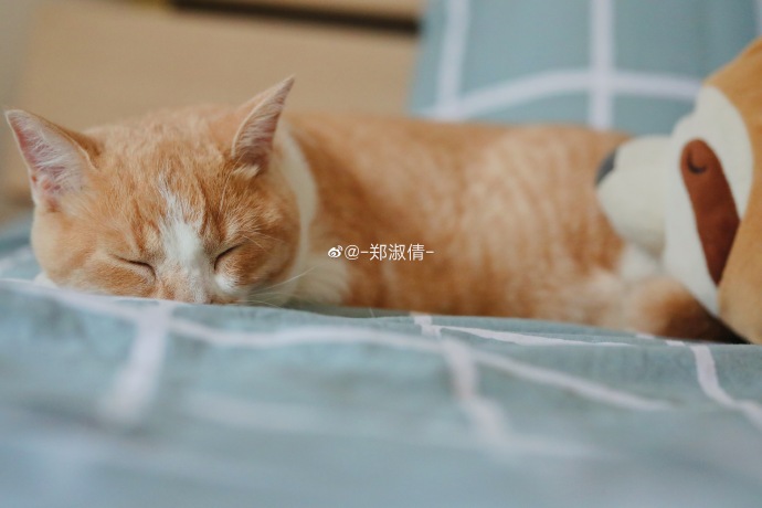 猫图片|宠物猫|猫咪|