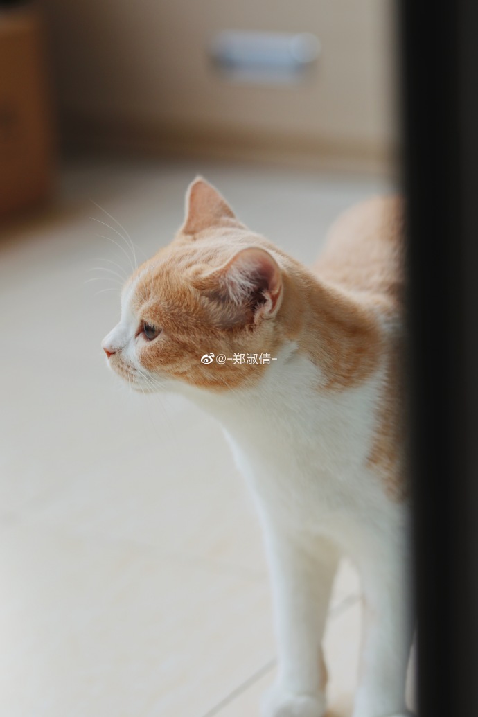 猫图片|宠物猫|猫咪|