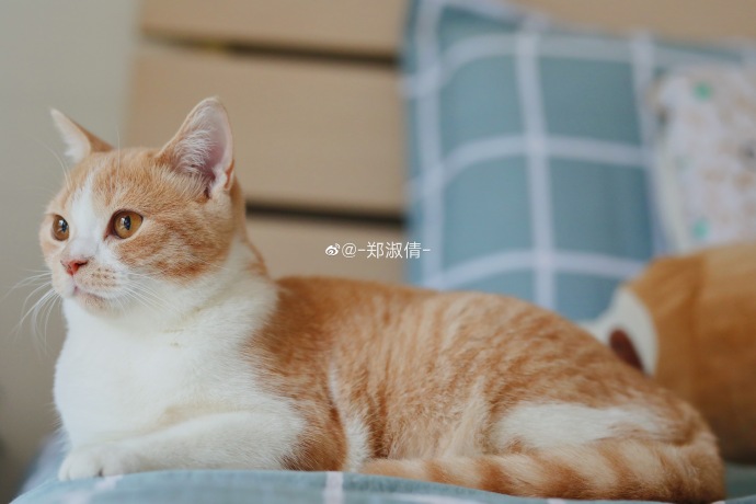 猫图片|宠物猫|猫咪|