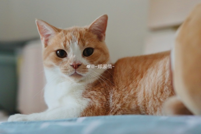 猫图片|宠物猫|猫咪|