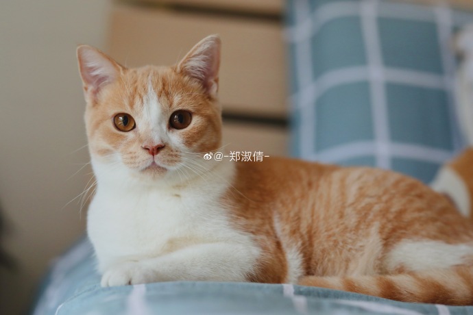 猫图片|宠物猫|猫咪|