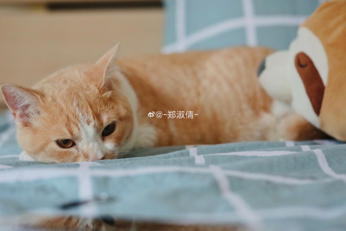 猫图片|宠物猫|猫咪|