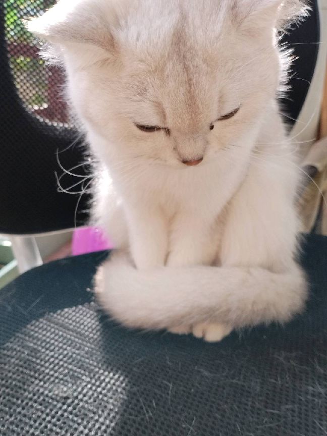 猫图片|宠物猫|猫咪|