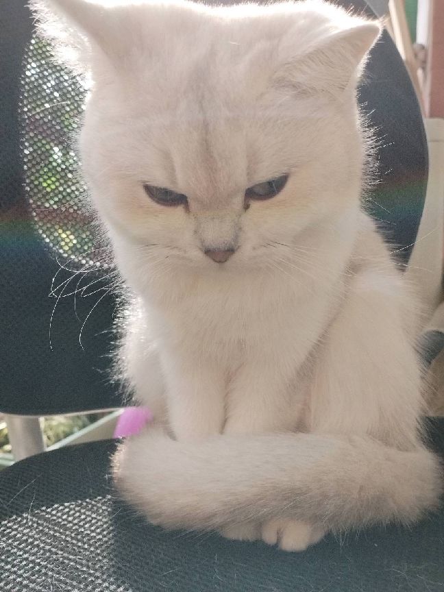 猫图片|宠物猫|猫咪|