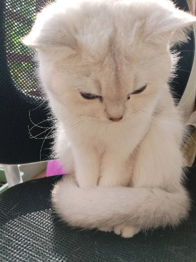 猫图片|宠物猫|猫咪|