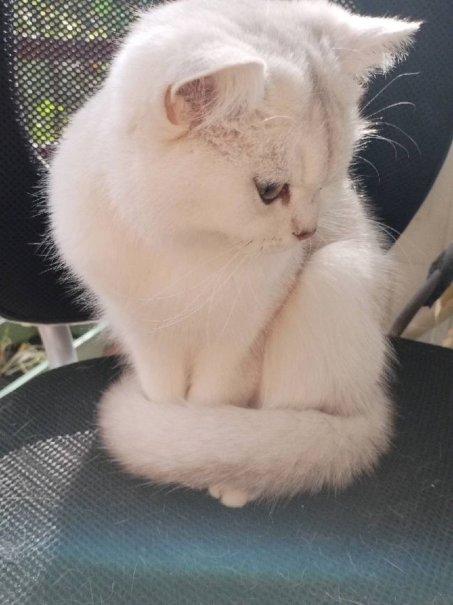 猫图片|宠物猫|猫咪|