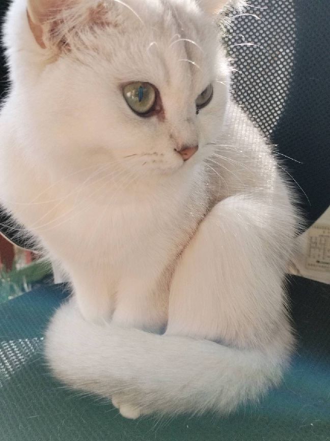 猫图片|宠物猫|猫咪|