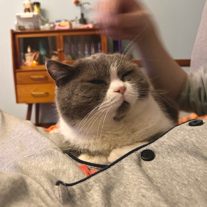 猫图片|宠物猫|猫咪|