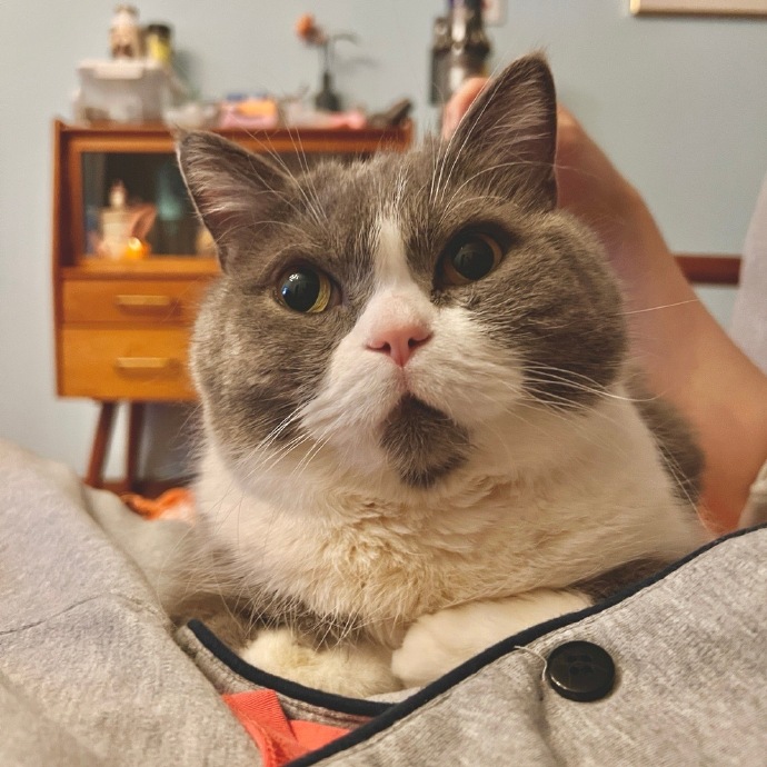 猫图片|宠物猫|猫咪|