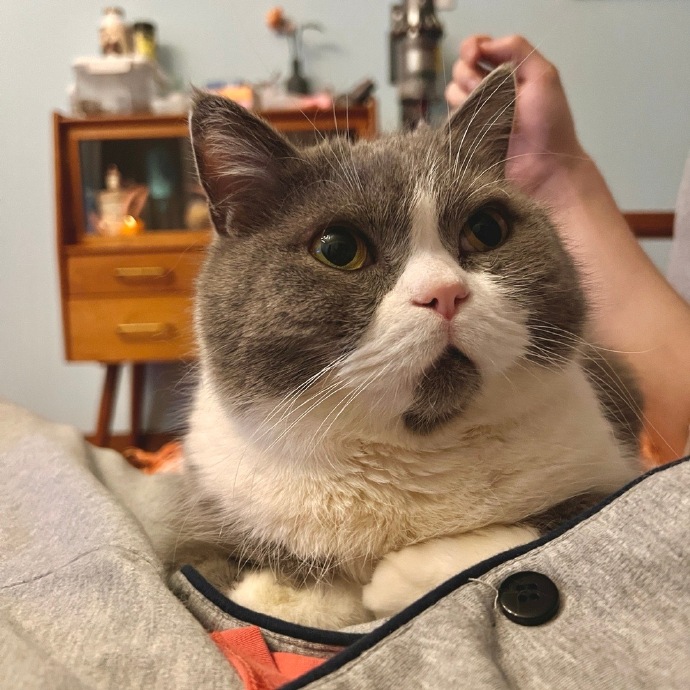 猫图片|宠物猫|猫咪|