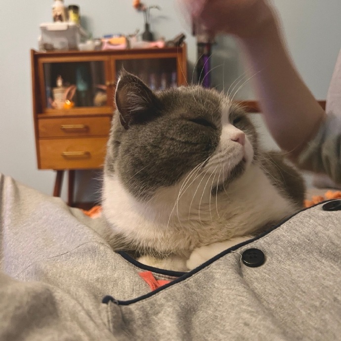 猫图片|宠物猫|猫咪|