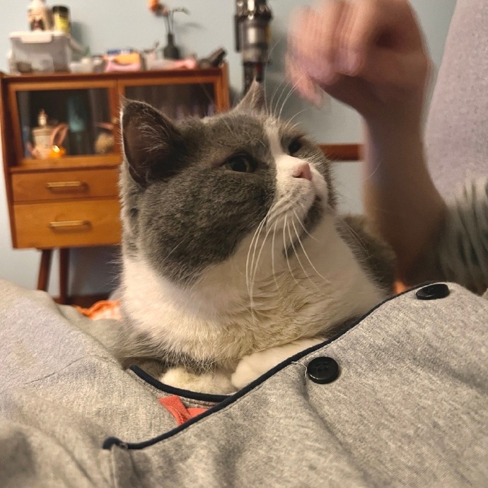 猫图片|宠物猫|猫咪|