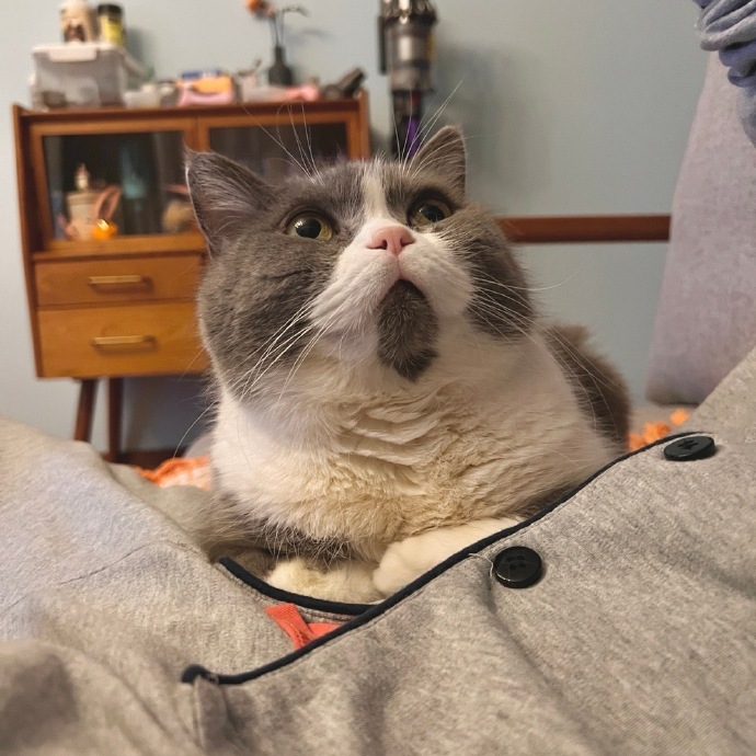 猫图片|宠物猫|猫咪|