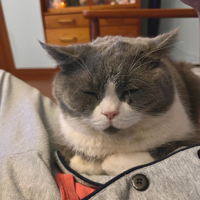 猫图片|宠物猫|猫咪|