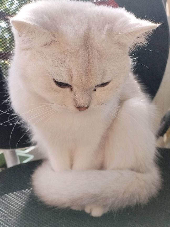 猫图片|宠物猫|猫咪|