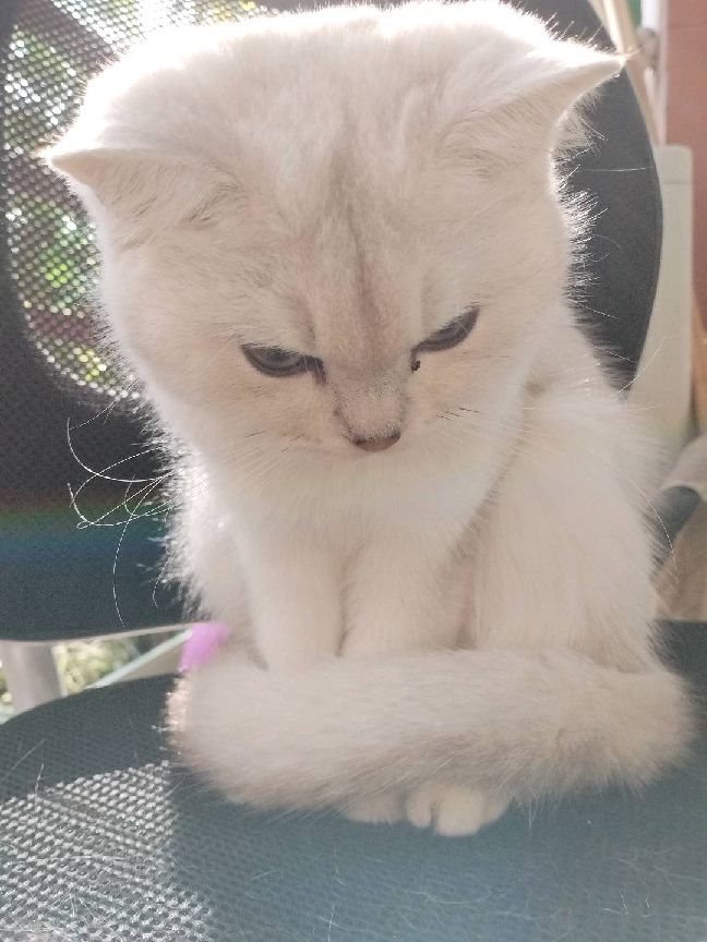 猫图片|宠物猫|猫咪|