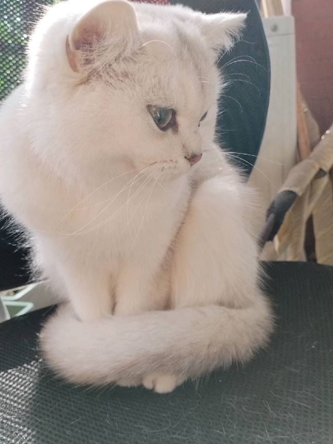 猫图片|宠物猫|猫咪|