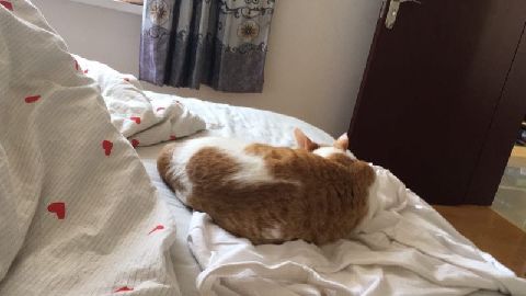 猫图片|宠物猫|猫咪|