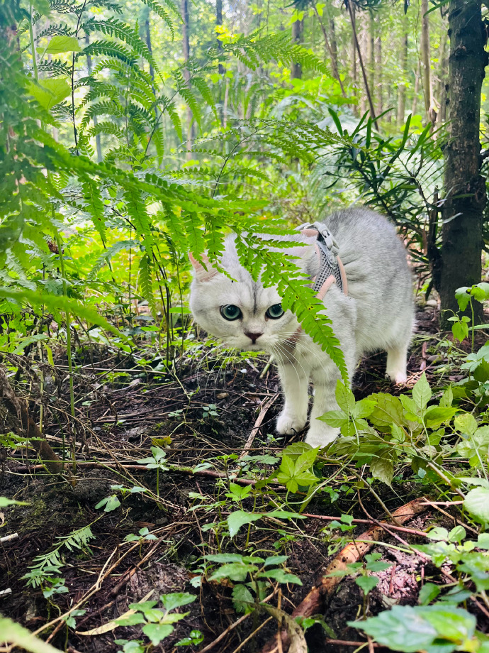 猫图片|宠物猫|猫咪|
